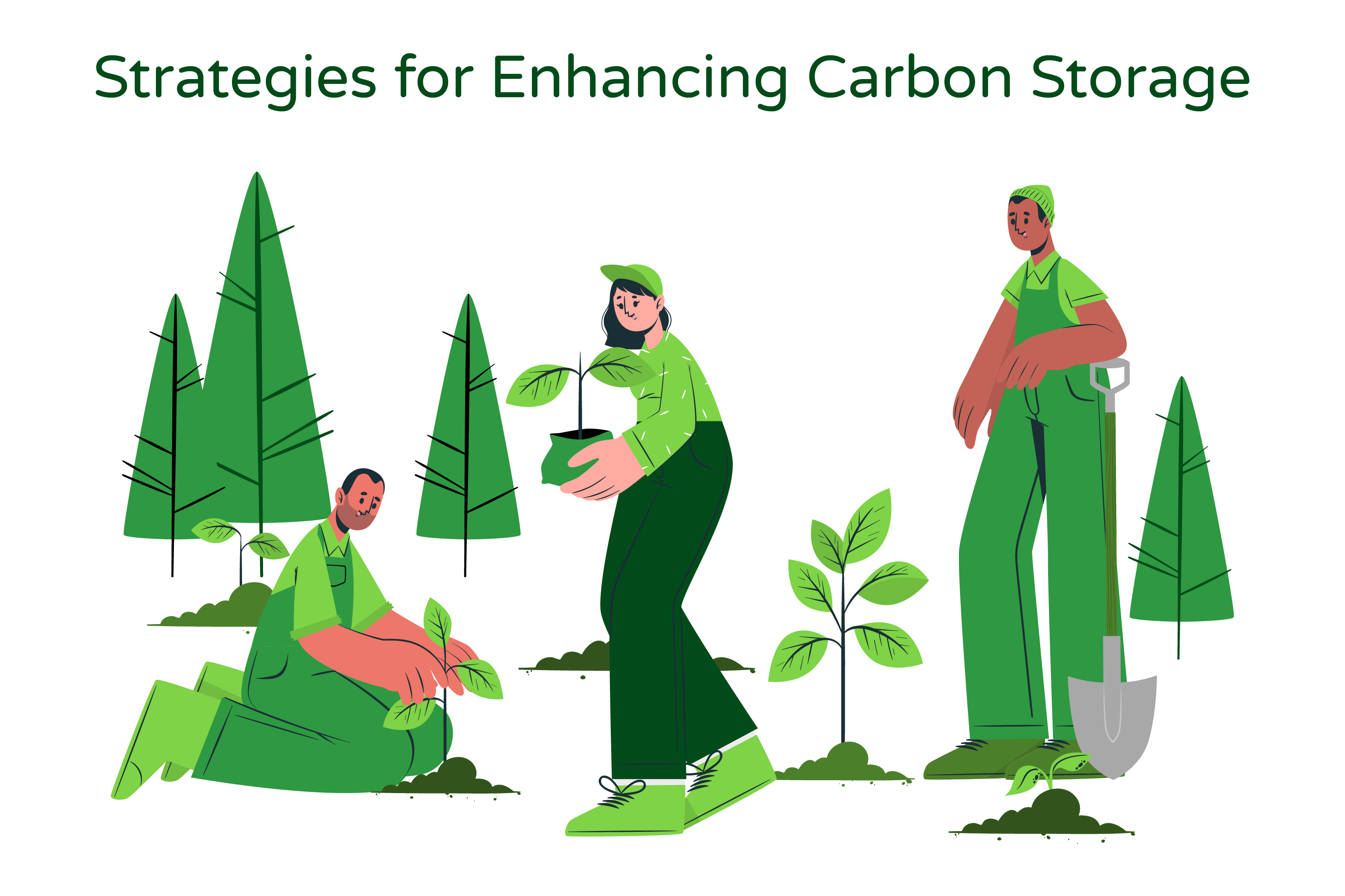 Illustration titled 'Strategies of Enhancing Carbon Storage' showcases three individuals actively engaged in growing plants, aligning with the concepts discussed in the accompanying paragraph.  The illustration emphasizes the importance of forests in storing carbon dioxide (CO2) from the atmosphere. The first person is depicted amidst an old-growth forest, highlighting the significance of preserving these mature forests for long-term carbon storage, despite their limited capacity to absorb additional carbon due to environmental constraints.  The second person is shown in a young forest, symbolizing the potential for increased carbon sequestration as young forests grow, expand, and replace trees lost through aging or natural disasters. This conveys the importance of nurturing and managing young forests to maximize their carbon storage capabilities.  The third person is engaged in planting activities, representing reforestation efforts to restore previously deforested lands and afforestation on suitable lands. This showcases the importance of expanding forest cover to enhance carbon storage.  Additionally, the concept of sustainable harvesting is represented through methods such as single tree or group selection, demonstrated by appropriate tree cutting techniques. This highlights the significance of responsible forest management in promoting tree growth, regeneration, and ultimately, increased carbon storage.  Overall, the 'Strategies of Enhancing Carbon Storage' illustration visually conveys the importance of effective forest management, reforestation, afforestation, and sustainable harvesting practices in enhancing carbon storage capabilities. It aligns with the paragraph's discussion on optimizing forest ecosystems to strive towards net-zero emissions and combat climate change.