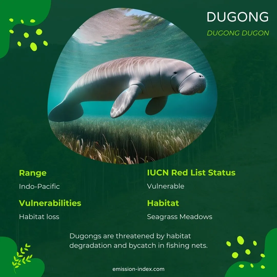 Dugong gracefully gliding through clear waters, its streamlined body and fluked tail evident as it feeds on seagrass.