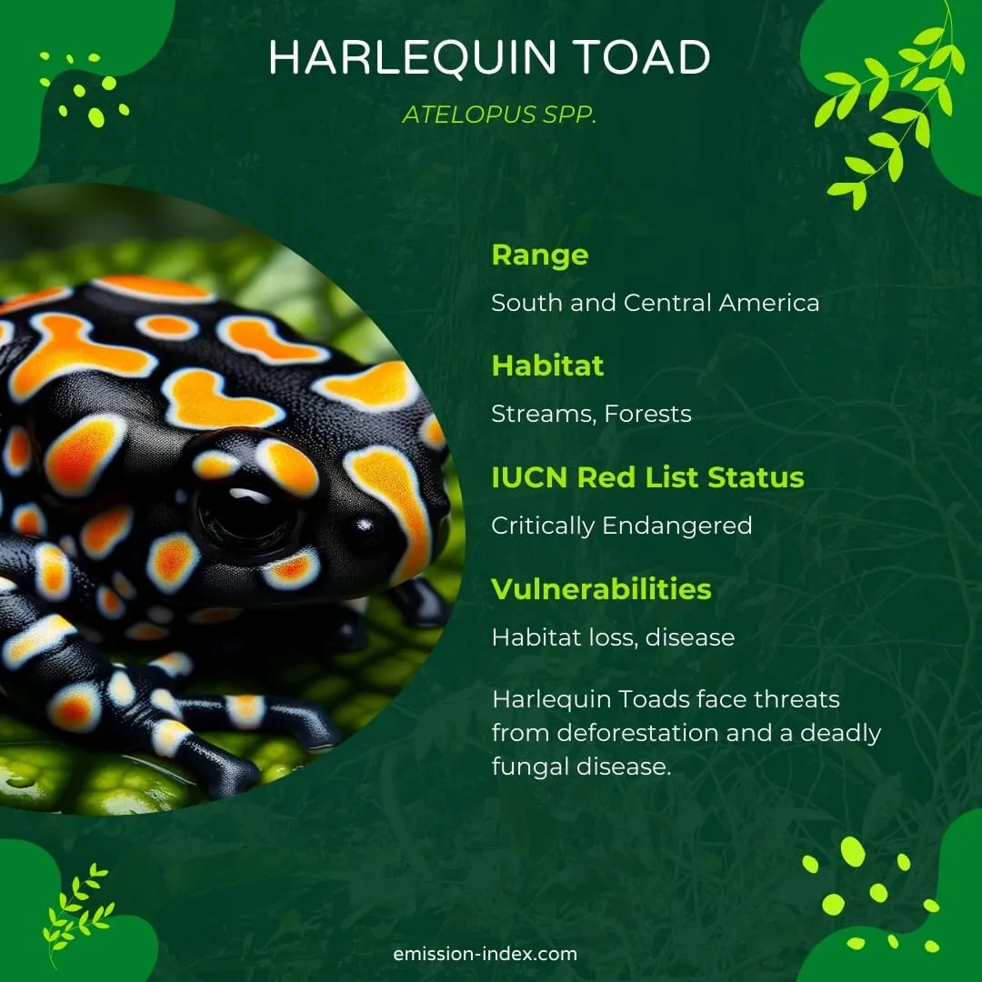 Harlequin Toad resting on a leaf, its unique black and bright coloured patterns making it easily distinguishable from its environment.
