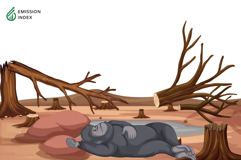 A resting gorilla surrounded by tree stumps and rocks, indicative of recent deforestation.