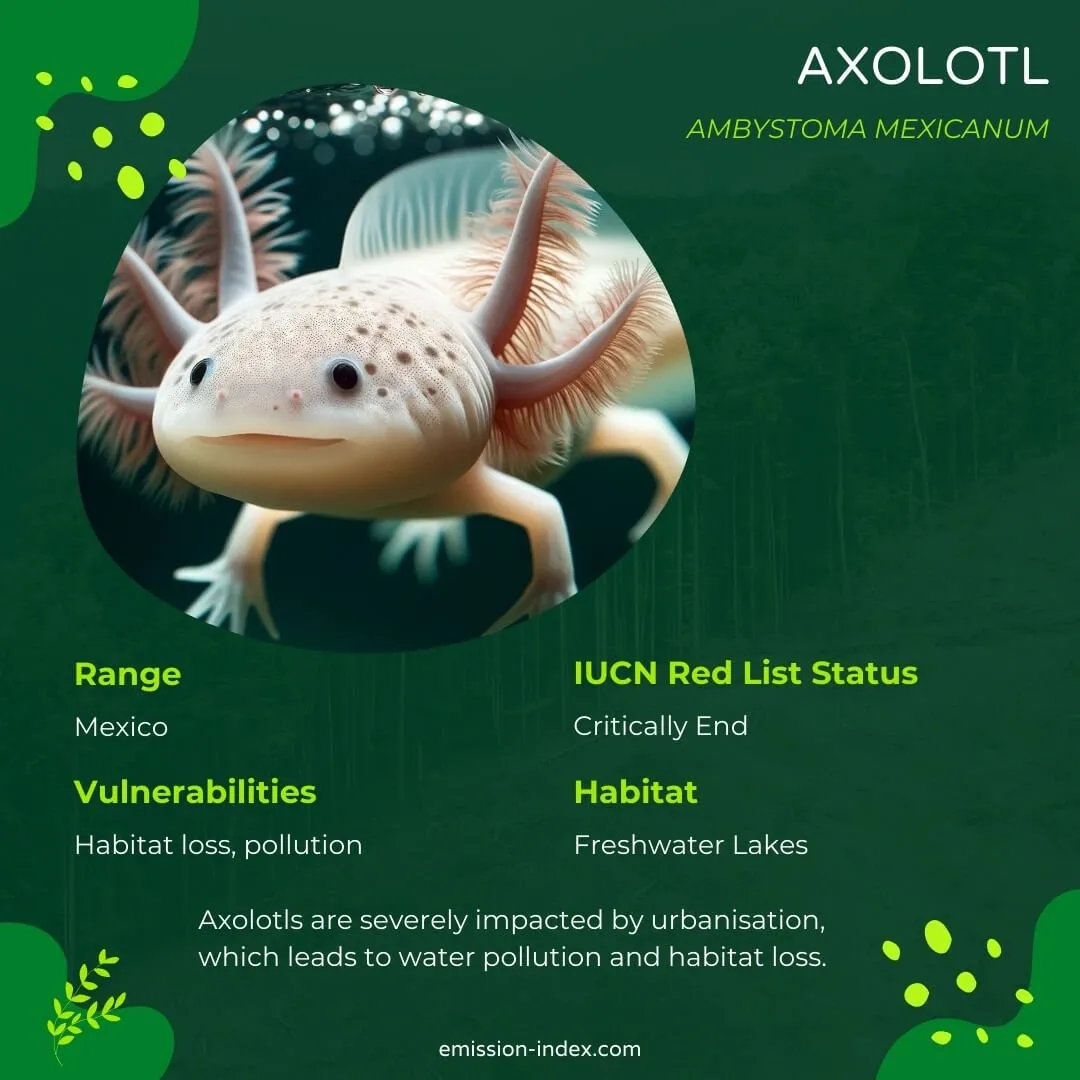 Axolotl swimming gracefully in clear water, its fringed gills and wide-eyed expression showcasing its unique aquatic features.