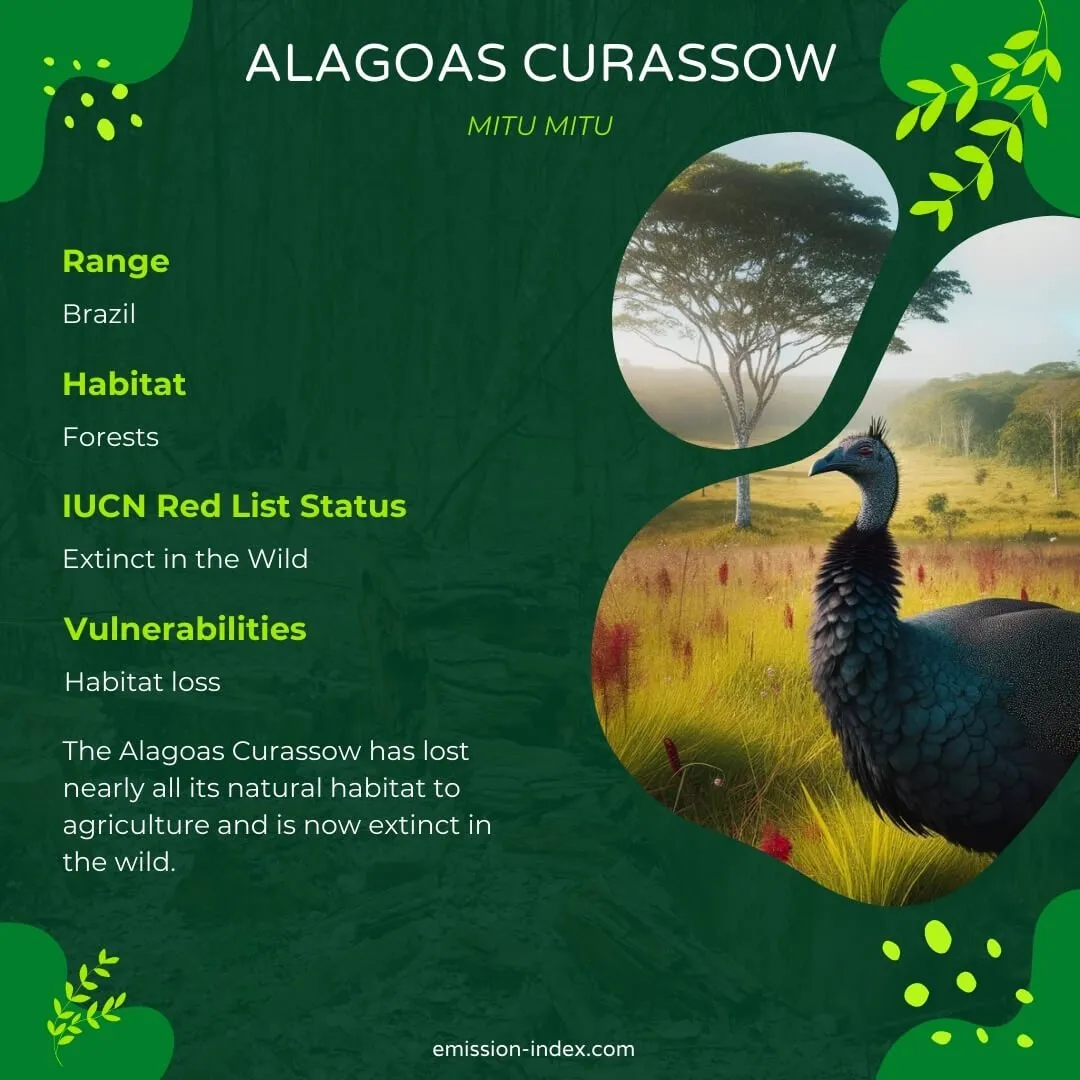Alagoas Curassow walking through a grassy meadow, its glossy black plumage shimmering in the sunlight, with a few trees in the background.