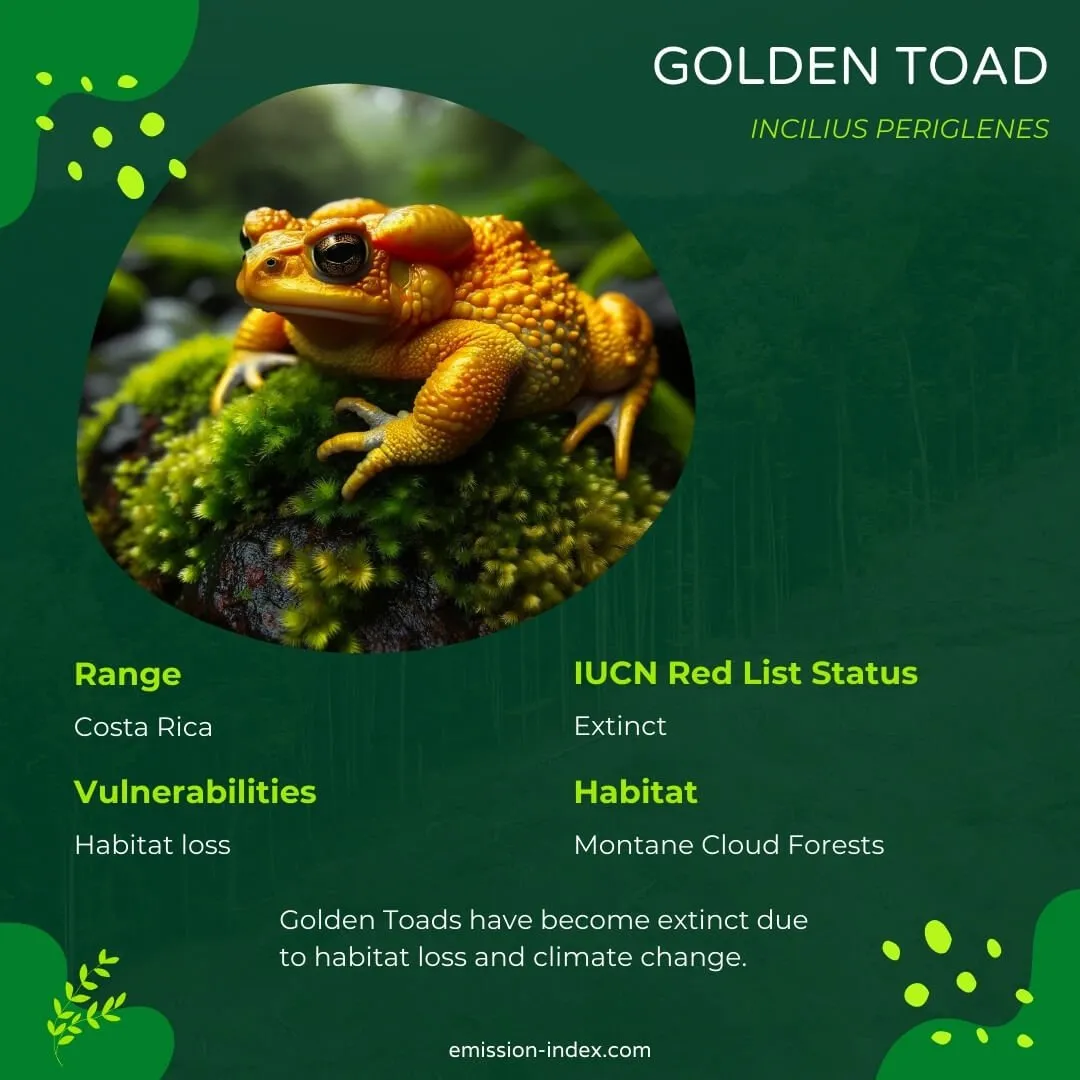 Golden Toad perched on a moss-covered rock, its vibrant yellow-orange skin standing out against the dark green surroundings.