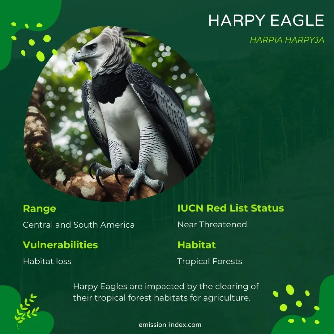 Majestic Harpy Eagle perched on a tall tree branch, showcasing its striking black and white plumage and powerful beak.