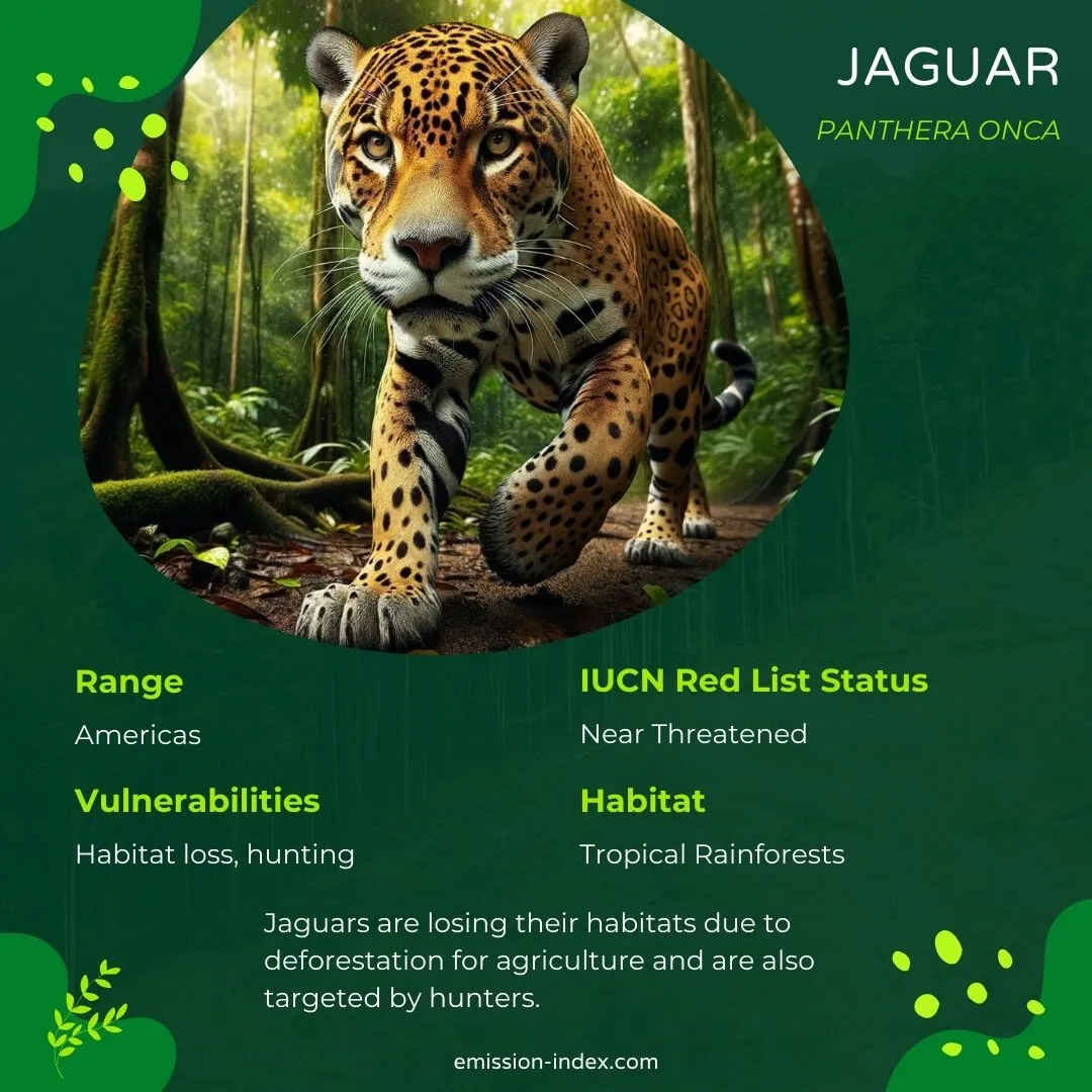 Jaguar stealthily moving through a tropical rainforest, its powerful muscles evident under its golden coat with dark rosettes.
