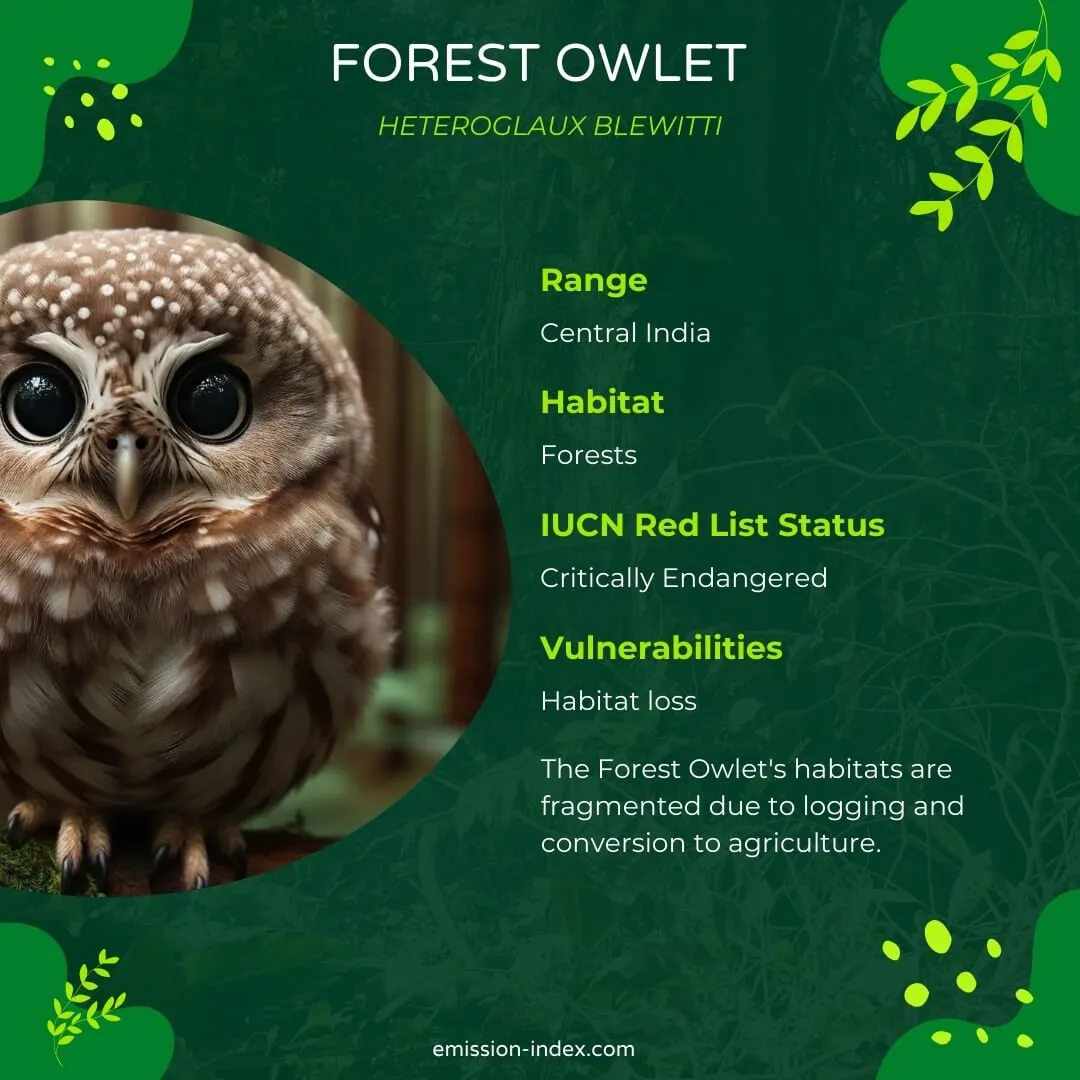 Forest Owlet looking directly at the camera, its round face and deep black eyes capturing the essence of its nocturnal nature, set in a dense woodland setting.