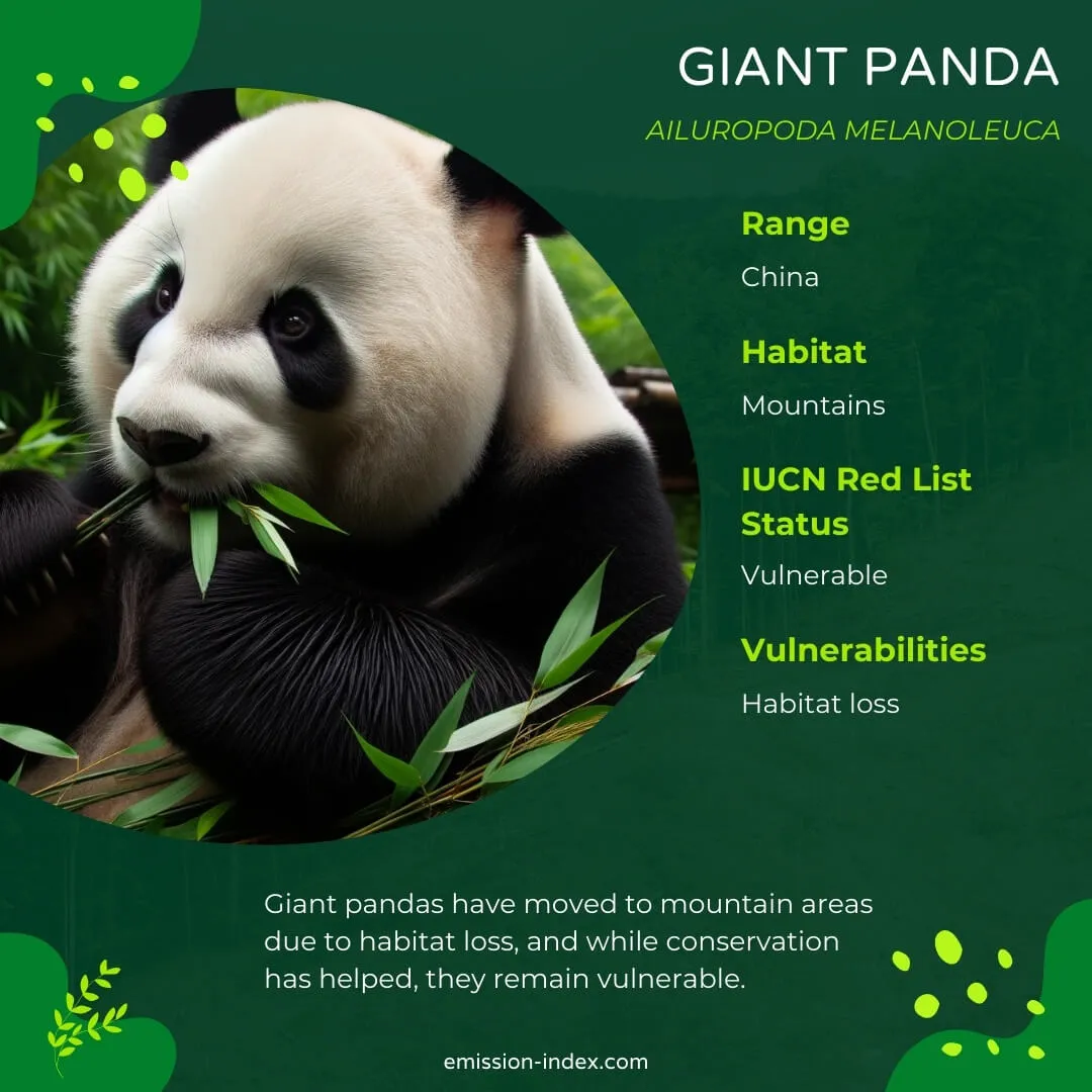 Giant panda munching on bamboo leaves, its distinctive black and white fur contrasting with the green foliage surrounding it.