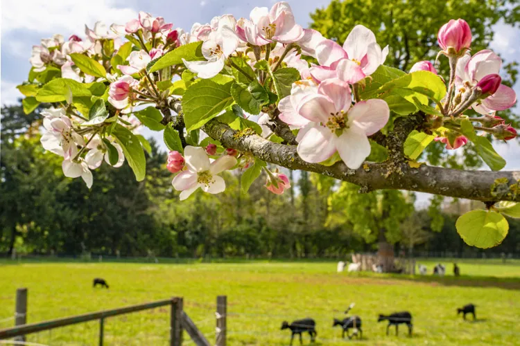 Close-up of apple blossoms in full bloom with a backdrop of a pastoral scene featuring sheep grazing in a fenced field, symbolizing the harmony of agriculture with natural landscapes.