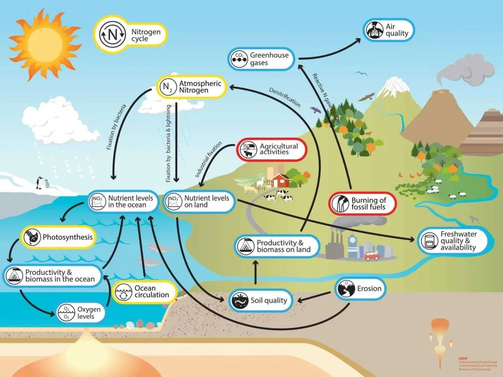 Diagram of the nitrogen cycle