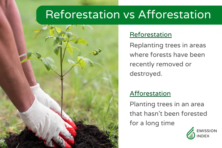 Image explaining the difference between reforestation and afforestation. Afforestation involves planting trees in an area that hasn't been forested for a long time, whereas reforestation involves replanting trees in areas where forests have been recently removed or destroyed.