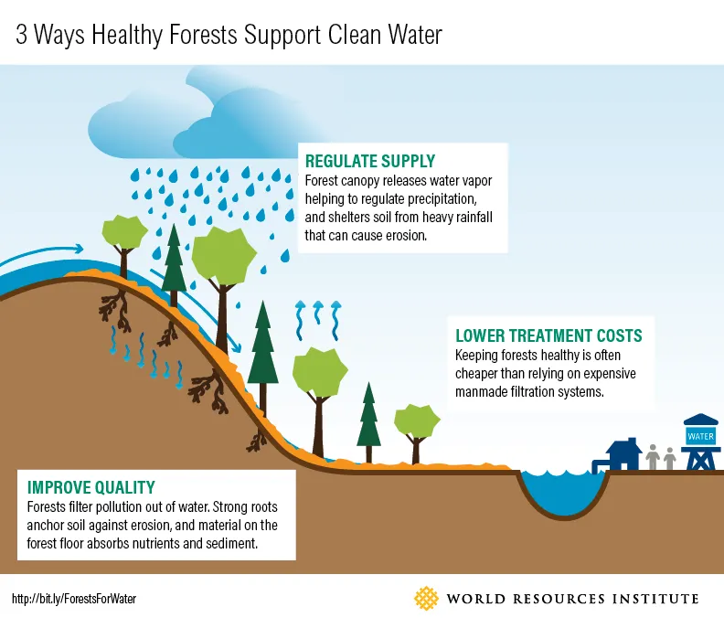 An infographic by the World Resources Institute titled '3 Ways Healthy Forests Support Clean Water.' It illustrates a cross-section of a landscape with three sections highlighted. On the left, 'IMPROVE QUALITY' shows tree roots stabilizing soil and absorbing nutrients. The center 'REGULATE SUPPLY' depicts a canopy releasing water vapor and protecting the soil from erosion. On the right, 'LOWER TREATMENT COSTS' suggests healthy forests reduce the need for manmade filtration.