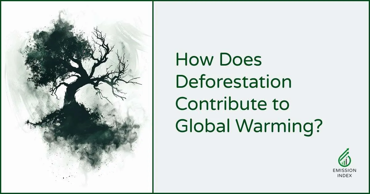 How Does Deforestation Contribute To Global Warming?